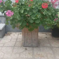 گل شمعدانی