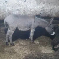 خر جوان ده ماهه قد بلند