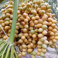 خارک برحی ورطب برحی آبادان