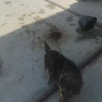 سگ ژرمن ماده