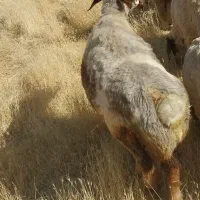‌دو میش و یک ورن درجه یک