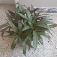 گلهای طبیعی