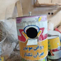 لانه فنچ نرگسی