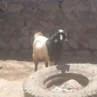 بز نر
