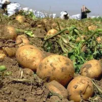 اجاره زمین برای سیب زمینی