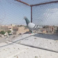 کفتر