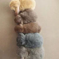 نژاد دار ارزان