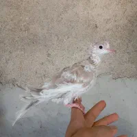 کبوتر خانگی ابلغ دوکاکل فول ابریشم فشن