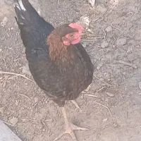 مرغ و خروس ۵ ماهه