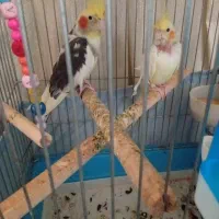 عروس هلندی بالغ