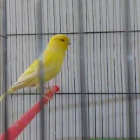 قناری بخوان