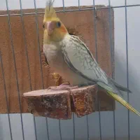 عروس هلندی جذاب ودوست داشتنی