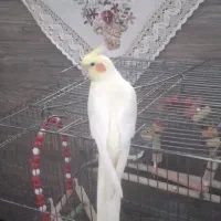 عروس هلندی