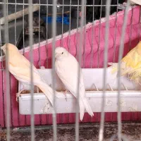 قناری نر وماده