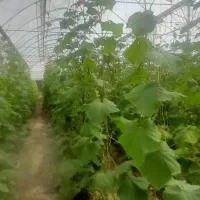 اجاره-گلخانه-8000-متری-در-ایلام
