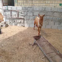 کهره داشتی گوشتی بره موجود است