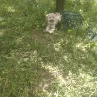 سگ خونگی