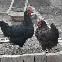 فروش مرغ سیاه تخمگذار