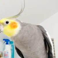 عروس هلندی نرسینامون