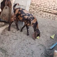 بزغاله ،نر بز پاکستانی