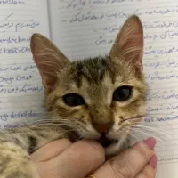 واگذاری گربه باهوش و تربیت شده