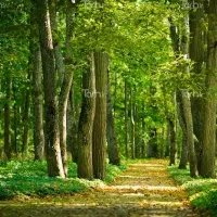 فروش زمین گیلاوند