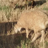 یه بره مغانی نردرجه یک بشرط