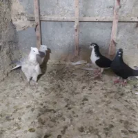 سه عدد کبوتر جوانه نرهر سه جوان جوجه پارسال
