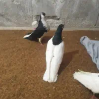 ساده سده