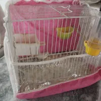 یک جفت فنج نروماده باقفس ولوازم