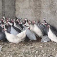 مرغ شاخدار تخم