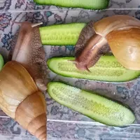 حلزون مولد