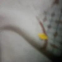 فروش سیم کارت