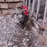 خروس سبرایت