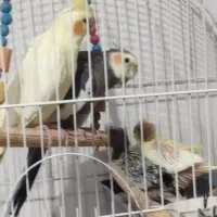سلام یک جفت جوجه سرلاکی عروس هلندی دانه ای ۱ملیون