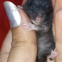 بازیگوشِ بامزه