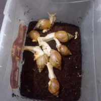 حراج حلزون