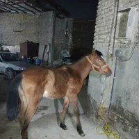 اسب مادیون