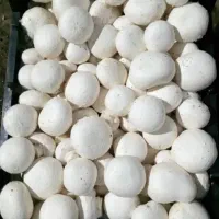 راننده پخش با ماشین