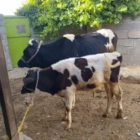 فروش گاو وگوساله