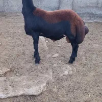 بره قوچ هترو نیمه لخت، قوچ هترو، بره قوچ همو لخت