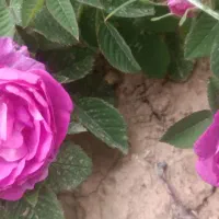 اجاره گل محمدی