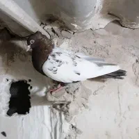 کبترسینه سرخ