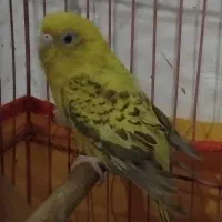 جوجه قناری