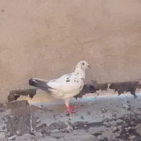 ماده دمی دورگ و جونه شازده