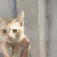مفقودی