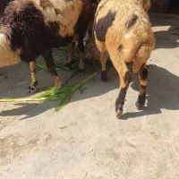 بره نر پلنگی