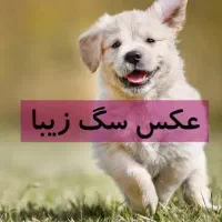 سگ پیدا شده