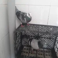 کبوتر