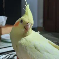عروس هلندی بالغ